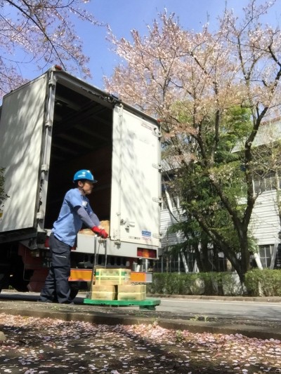 配送先で訪れた、4t車と桜のコラボレーション！！！