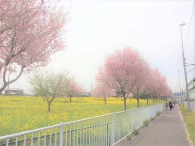 都筑区の配送で出会った風景です。