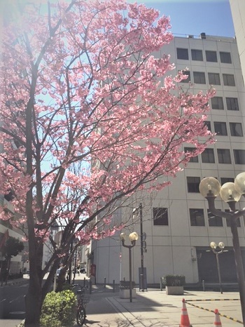 神奈川県庁近くの風景です。