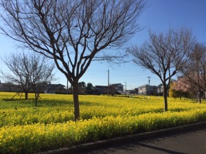 横浜市都筑区の川和町駅の配送、巡回をしている際に出会った風景