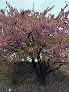 道端の花？　正面